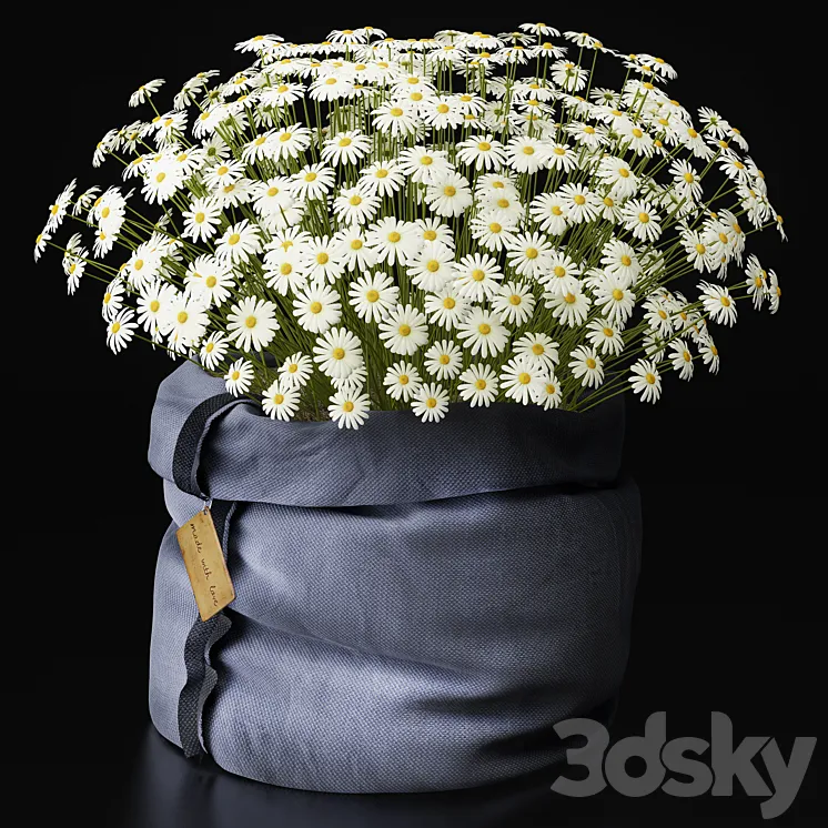 Chamomile  with love  3DS Max