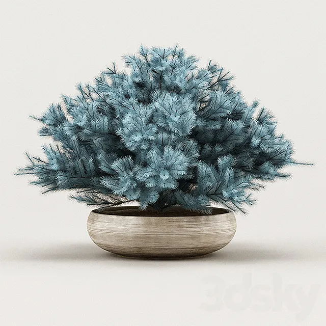 Cheap Juniper Blue 3DSMax File