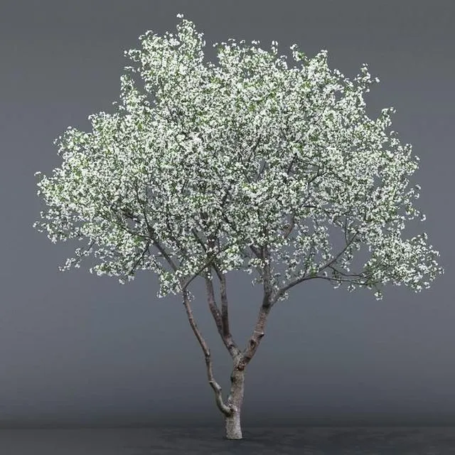 Cherry blossoming # 1 3dsMax Model