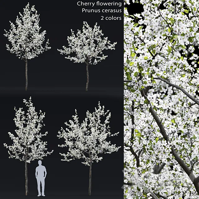 Cherry flowering 3DSMax File
