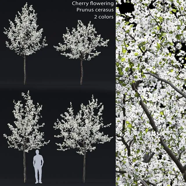 Cherry flowering 3dsMax Model