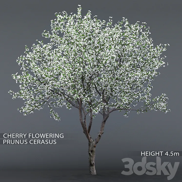 Cherry-tree flowering (Cerasus) # 1 3DS Max