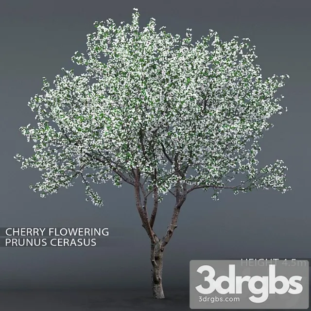Cherry-tree flowering (cerasus)