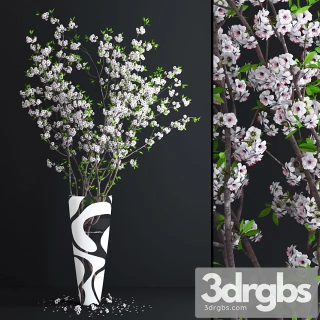 Cherry White Blossom 3dsmax Download