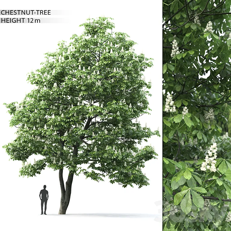 Chestnut 2 3DS Max