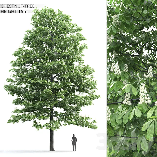 Chestnut 3DS Max Model