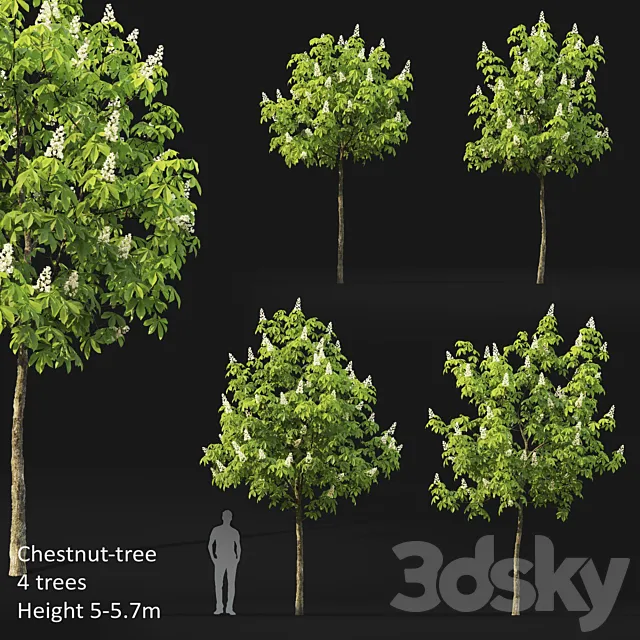 Chestnut (5-5.7m) 3DS Max Model