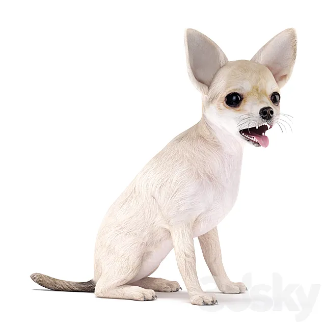 Chihuahua 3DS Max Model