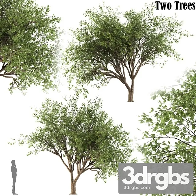 Chinese Stewartia Tree Two Trees 3dsmax Download