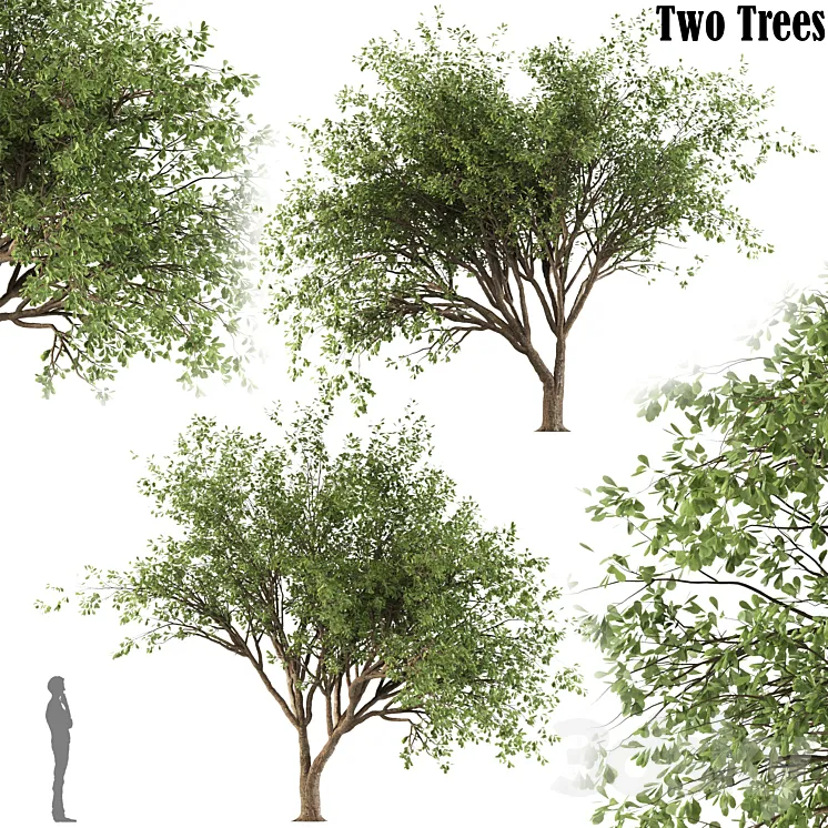Chinese Stewartia tree (two trees) 3DS Max Model