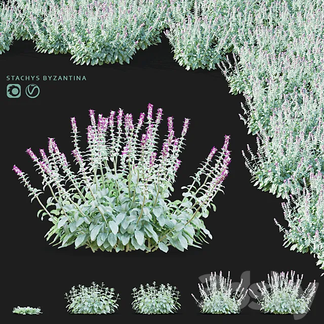 Chistets Byzantine flowers | Stachys byzantina 3ds Max