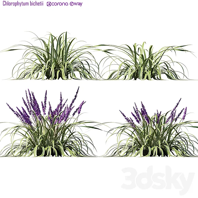 Chlorophytum bichetii 3ds Max