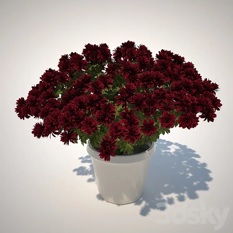 Chrysanthemum 3DS Max