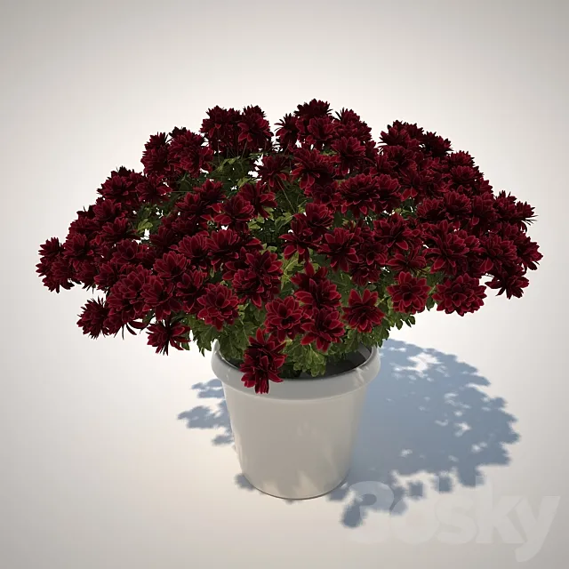 Chrysanthemum 3DSMax File