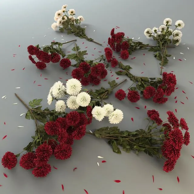 Chrysanthemum 3dsMax Model