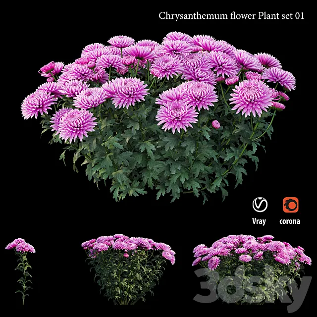 Chrysanthemum flower plant set 01 3DS Max Model