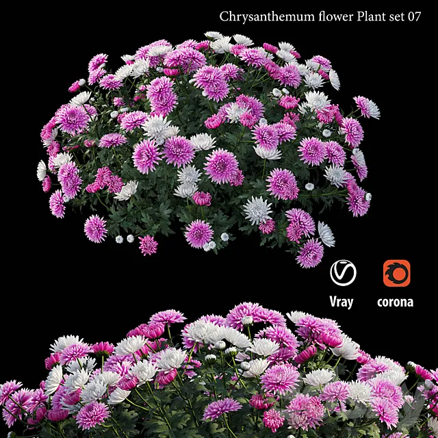 Chrysanthemum flower plant set 07 3ds Max