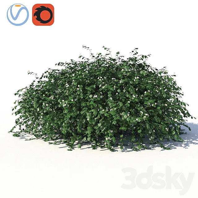 Chubushnik (jasmine) with lying on the ground branches and leaves 3DS Max Model