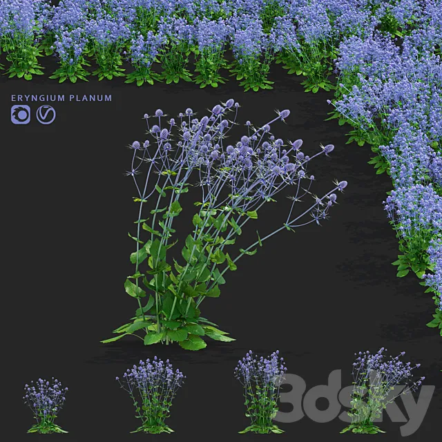 Cinegolovnik flat-leaved flowers | Eryngium planum 3ds Max