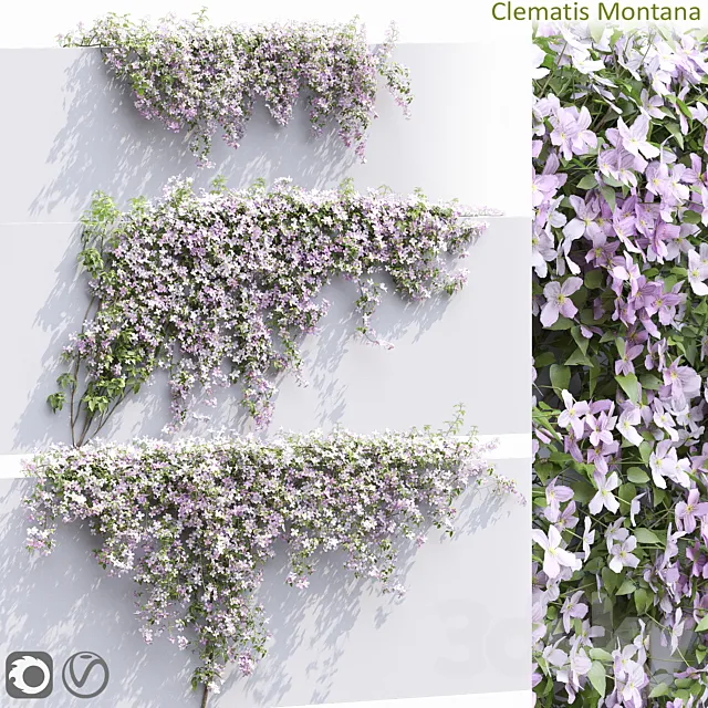 Clematis Montana # 1 3ds Max