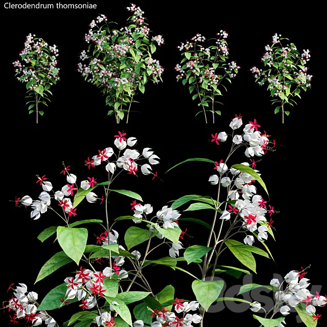 Clerodendrum 01 3ds Max