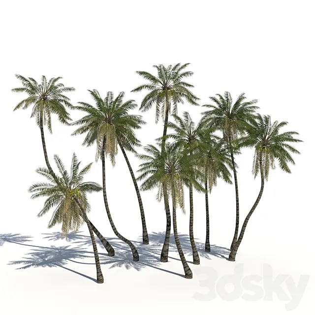 Coconut Palms + animation 3DSMax File