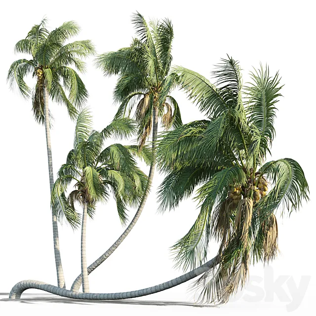 Cocos nucifera (coconut tree) 3DS Max Model