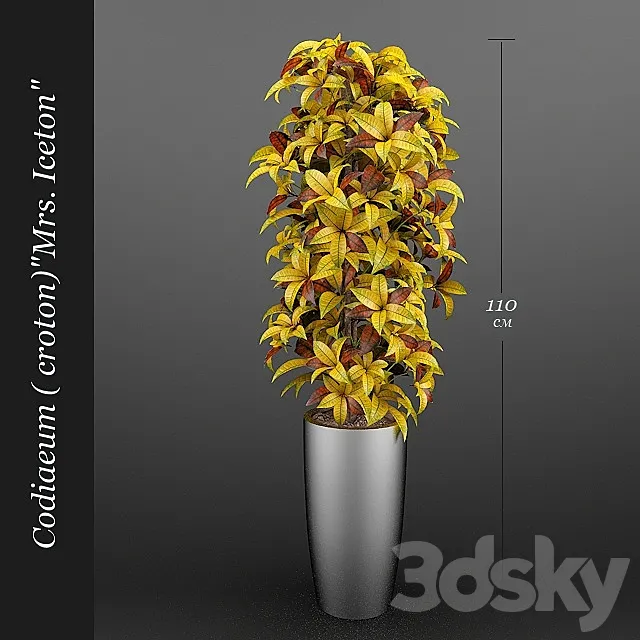 Codiaeum (Croton) Ajston 3DSMax File