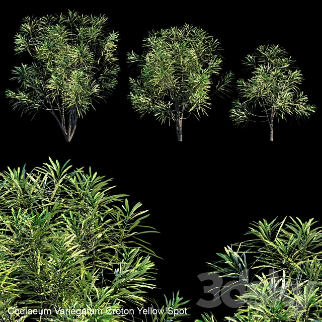 Codiaeum Variegatum Croton Yellow Spot 3DS Max Model