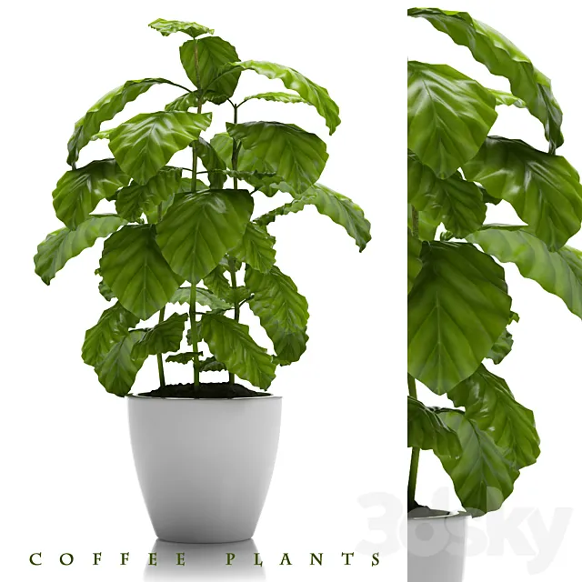 COFFEE PLANTS 24 3DSMax File