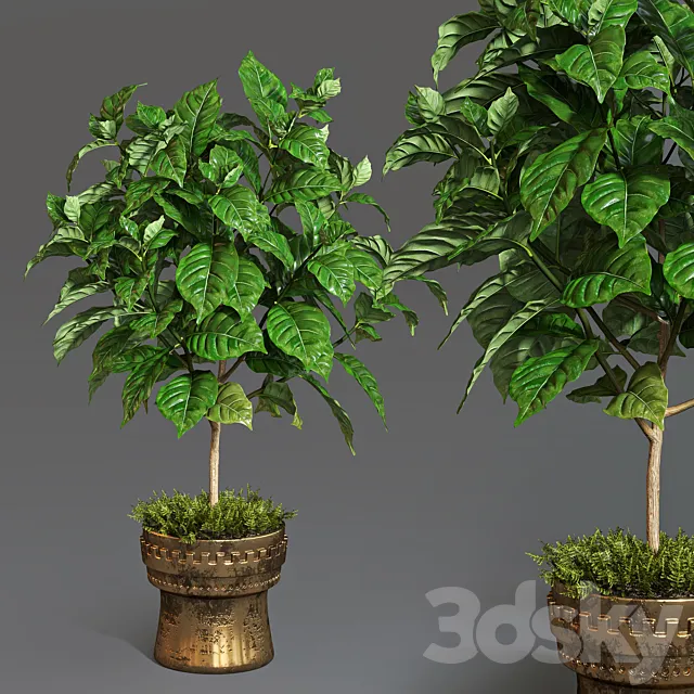 Coffee tree 3DSMax File