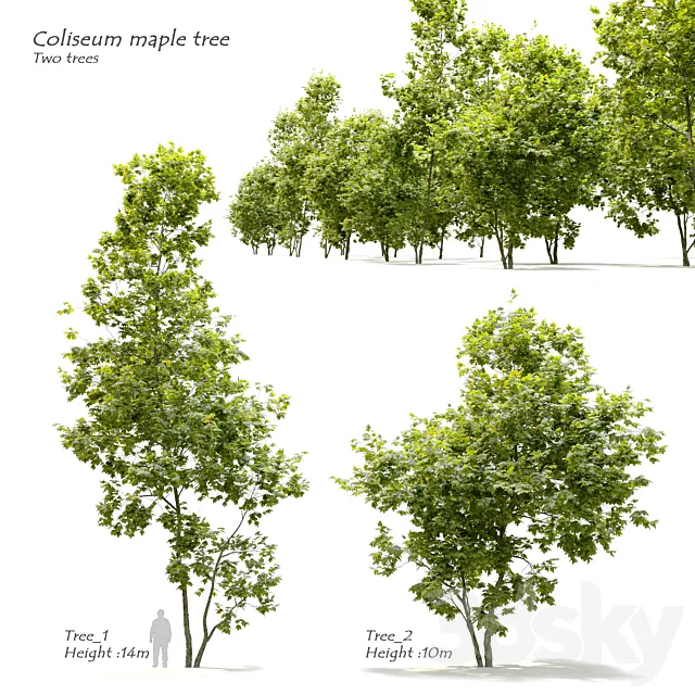 Coliseum maple (Acer cappadocicum) 3ds Max