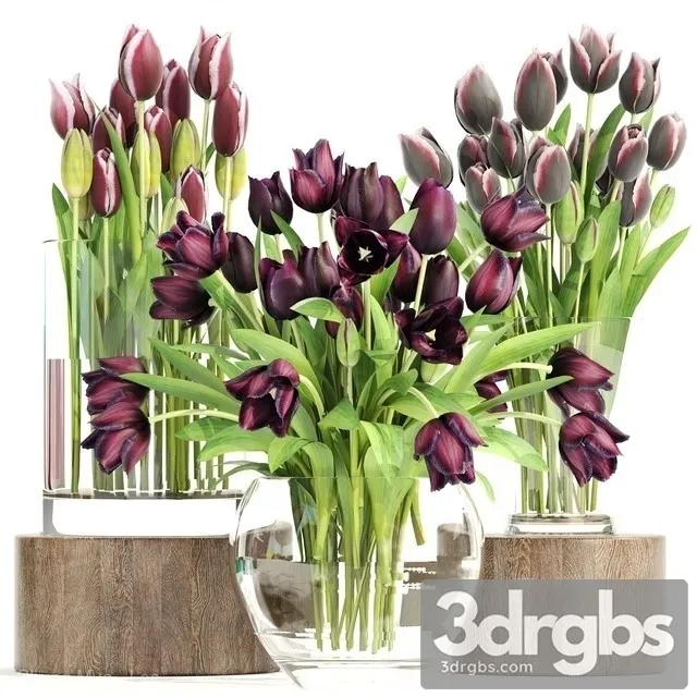Collection Flowers Tulips 3dsmax Download