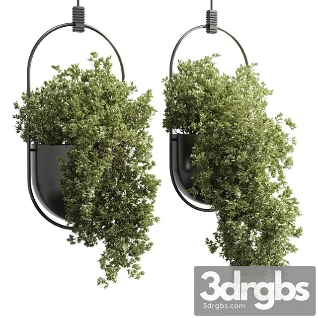 Collection Indoor Outdoor Indoor Plants Hanging Pot 15 Metal Bax Vase Corona 3dsmax Download