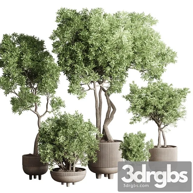 Collection indoor outdoor plant 118 vase concrete pot tree corona