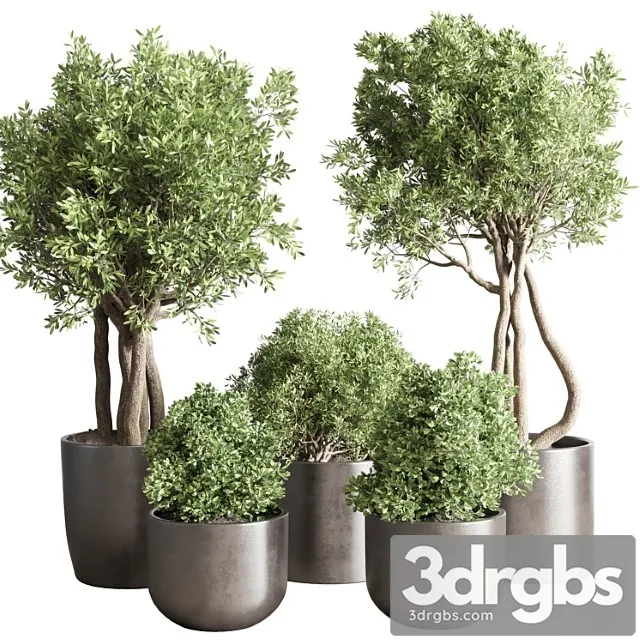 Collection indoor outdoor plant 122 pot tree plant bush dirty concrete vase pot