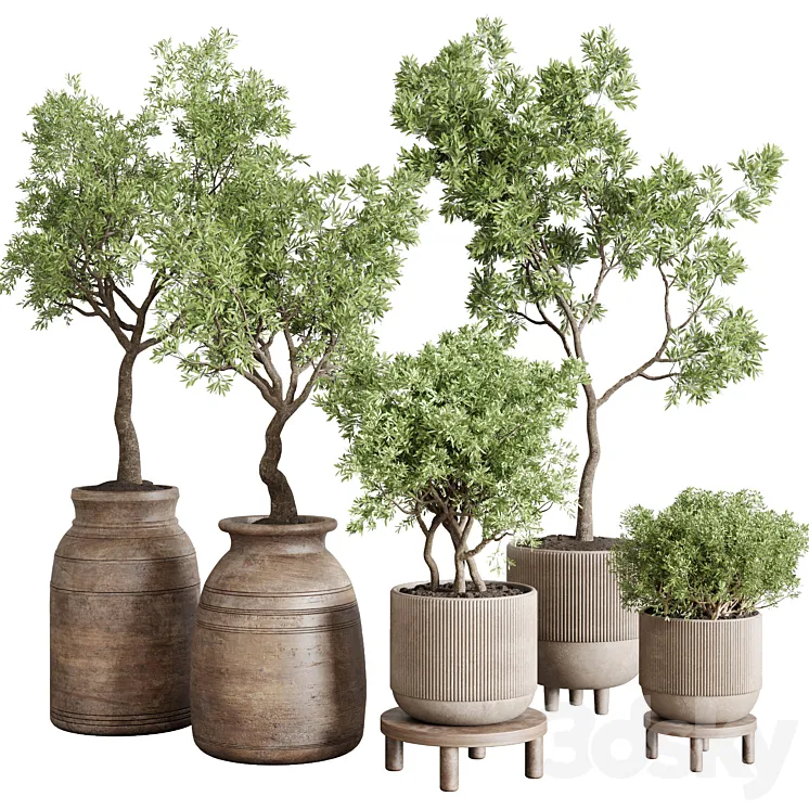 collection indoor outdoor plant 141 vase concrete wood old pot tree corona 3DS Max