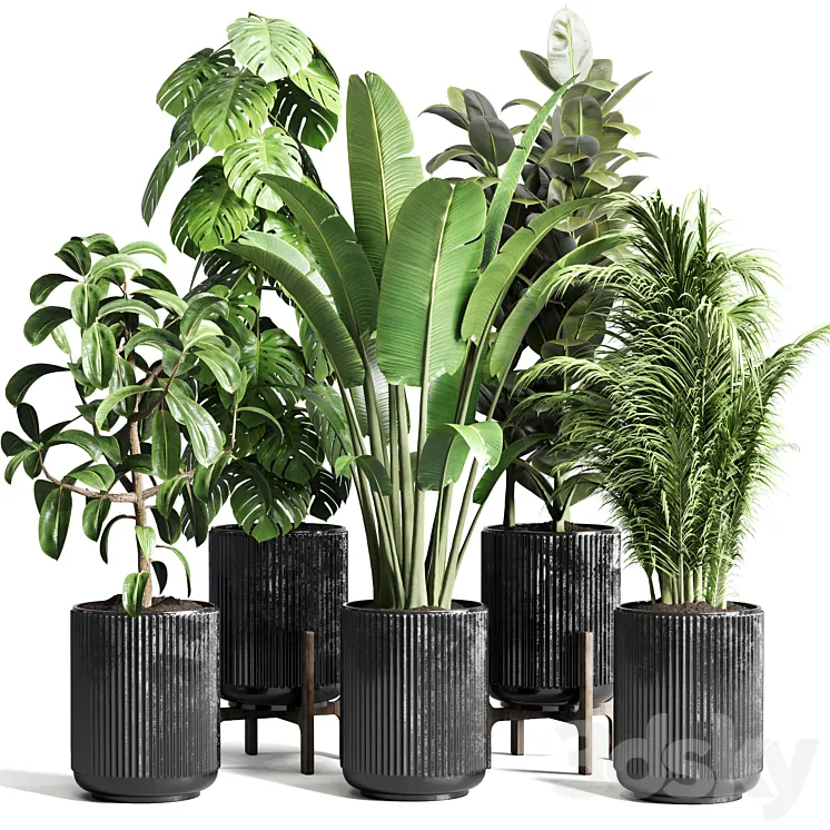 Collection indoor plant 110 pot plant ravenala ficus rubbery monstera palm concrete dirt vase 3DS Max Model