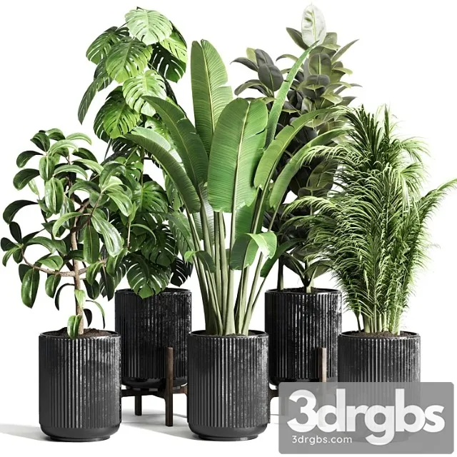 Collection indoor plant 110 pot plant ravenala ficus rubbery monstera palm concrete dirt vase