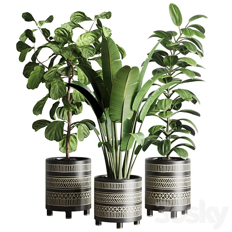 collection Indoor plant 119 plant ravenala ficus rubbery ficus lyrata 3DS Max