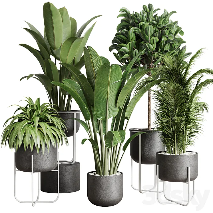 Collection indoor plant 143 plant ravenala ficus rubbery palm stand vase concrete 3DS Max Model