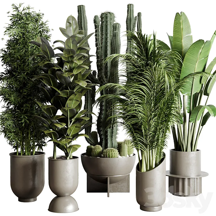 Collection indoor plant 152 ravenala ficus rubbery palm bamboo cactus concrete dirt vase 3DS Max