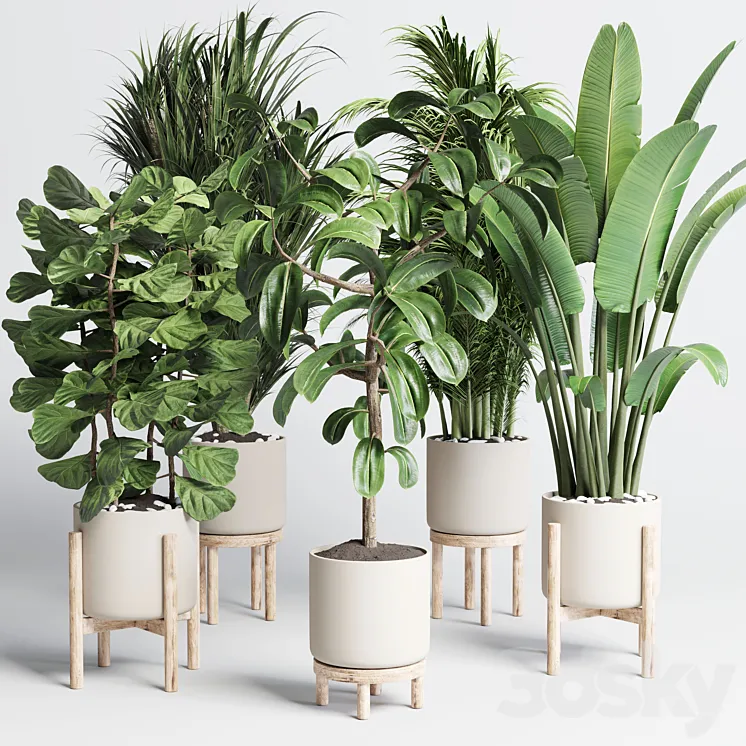 collection indoor plant 155 pot palm ravenala ficus rubbery-lyrata wooden vase 3DS Max Model