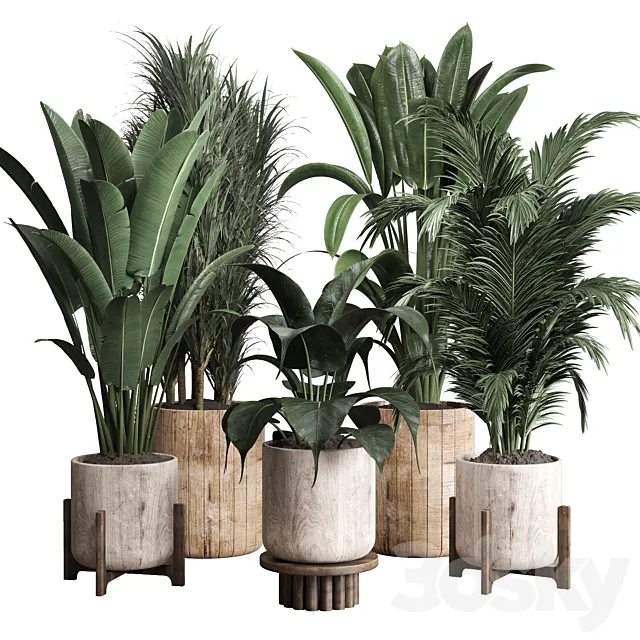 Collection indoor plant 174 pot plant ficus rubbery palm ravenala wooden vase 3DS Max Model