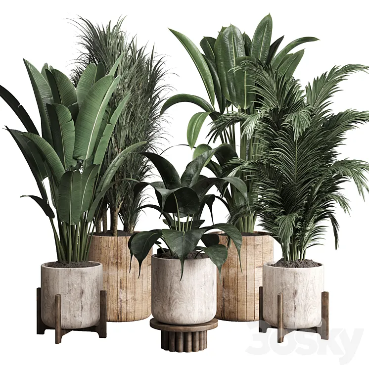 Collection indoor plant 174 pot plant ficus rubbery palm ravenala wooden vase 3DS Max Model