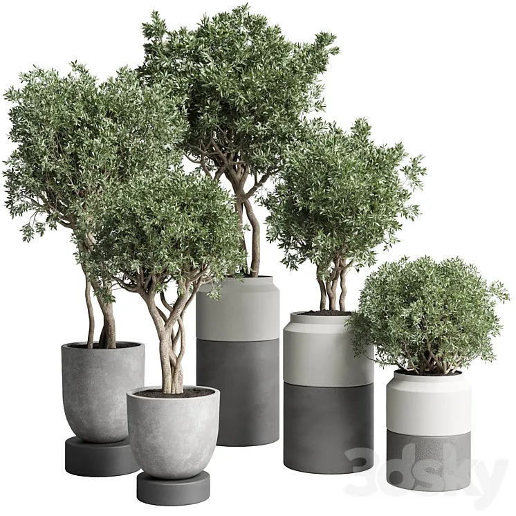 Collection Indoor plant 189 concrete dirt vase pot Tree 3DS Max Model