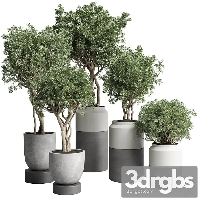 Collection indoor plant 189 concrete dirt vase pot tree