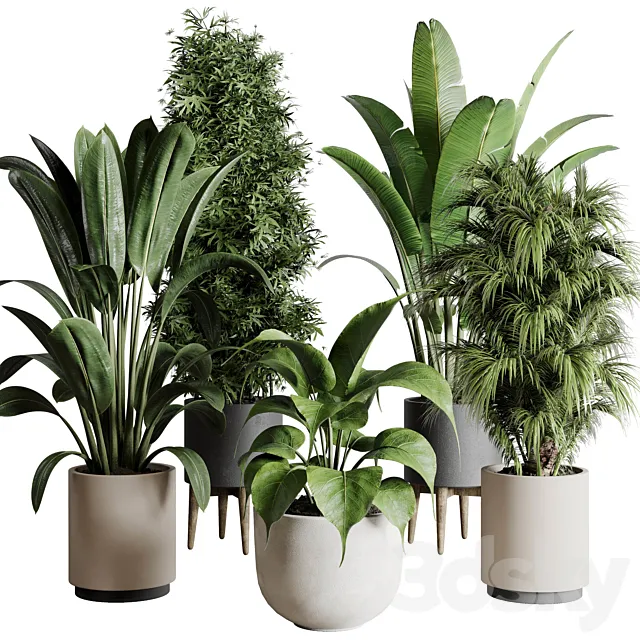Collection indoor plant 196 plant ficus rubbery palm ravenala bamboo concrete vase 3DSMax File