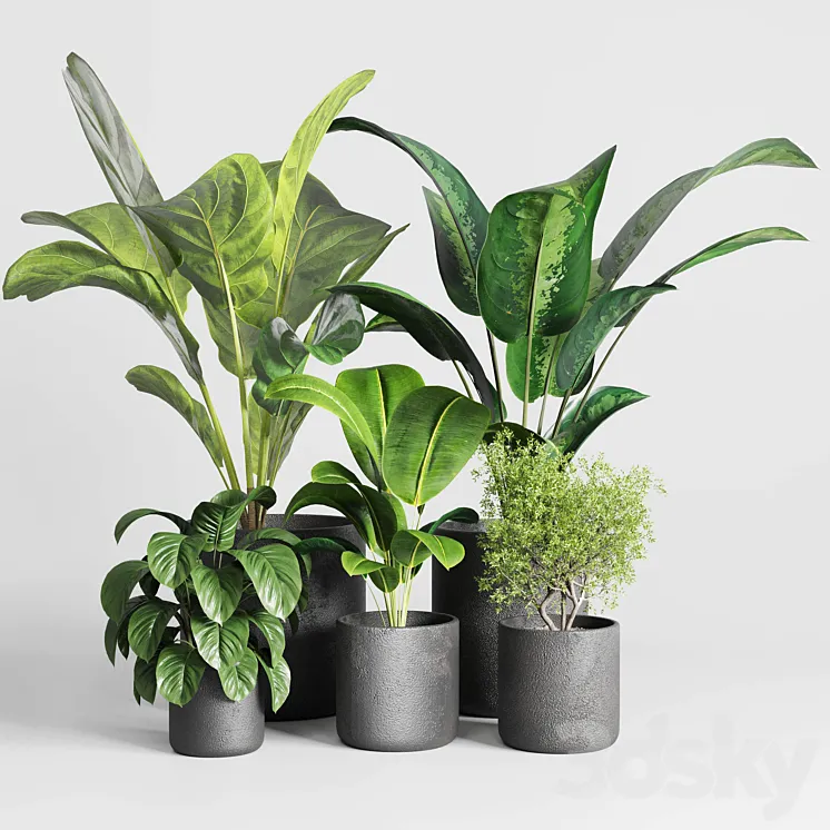 Collection indoor plant 236 plant ficus rubbery ficus lyrata concrete vase 3DS Max