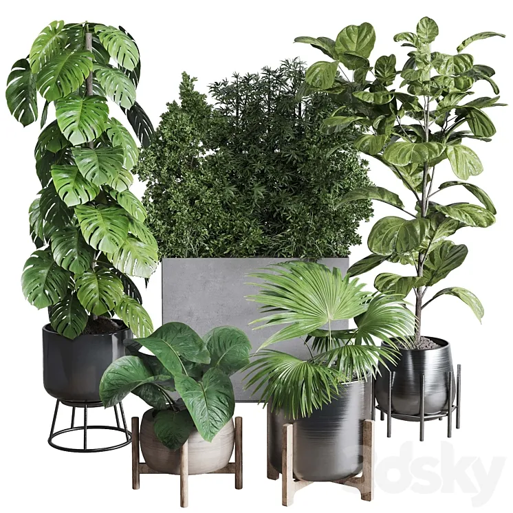Collection indoor plant 251 ficus lyrata monstera palm in a wooden and metal pot 3DS Max